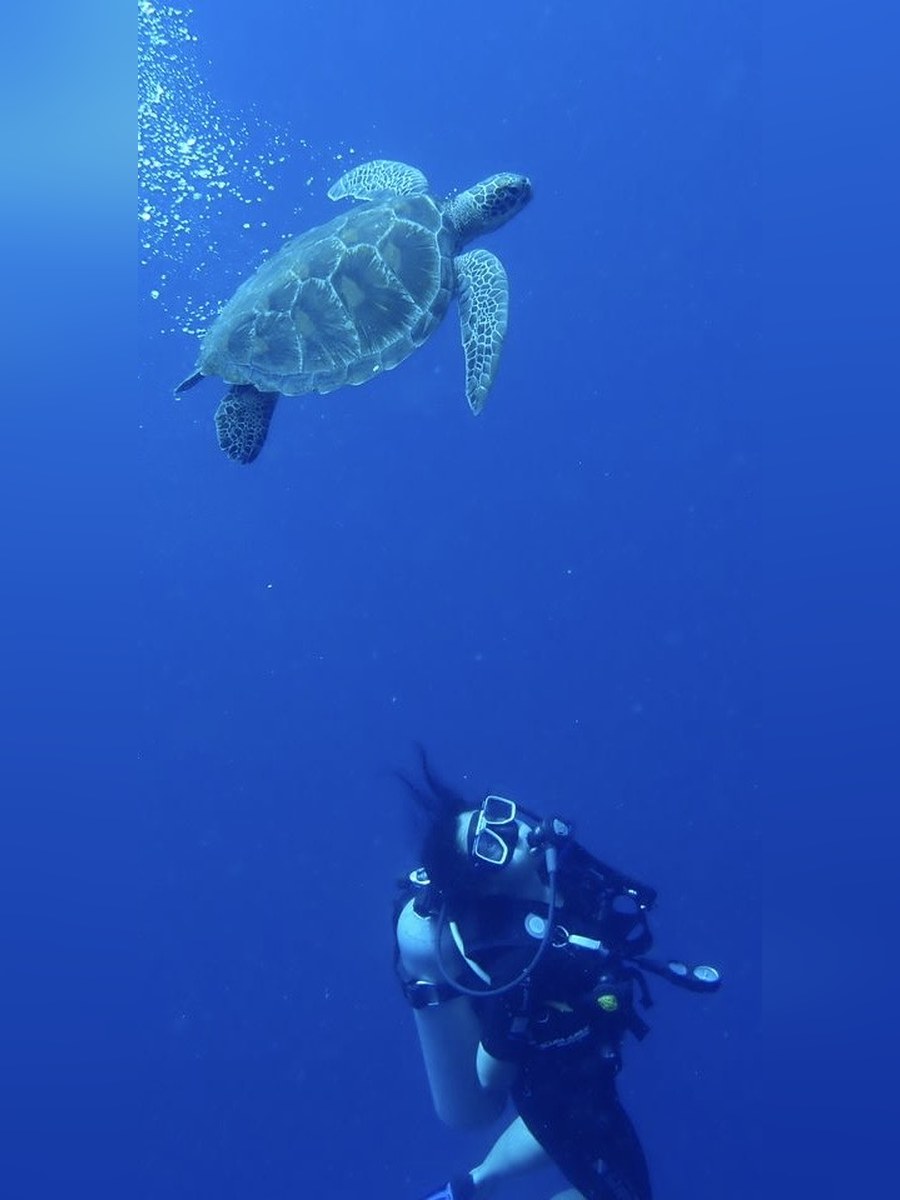 A scuba diver in deep blue water looking up at a green sea turtle swimming overhead